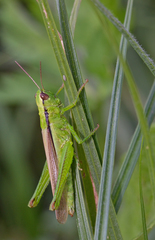 Mecostethus parapleurus