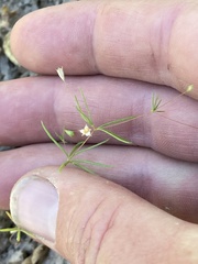 Linanthus harknessii