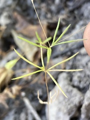 Linanthus harknessii