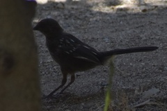 Pipilo maculatus clementae