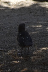 Pipilo maculatus clementae