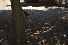 Pipilo maculatus clementae