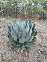 Agave guadalajarana