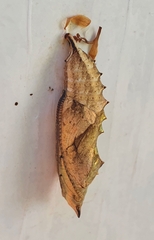 Nymphalis