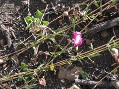 Oenothera deserticola
