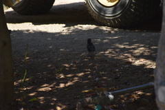 Pipilo maculatus clementae