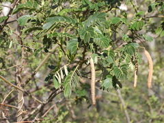 Petalostigma