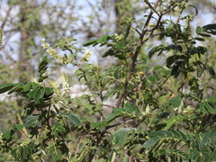 Petalostigma