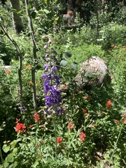 Delphinium × occidentale