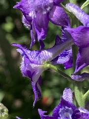 Delphinium × occidentale