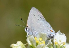 Satyrium sylvinus