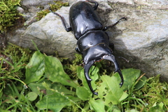 Dorcus nepalensis