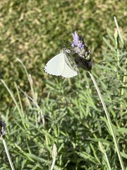 Hesperocharis