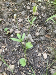 Ranunculus inamoenus inamoenus