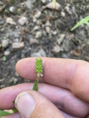 Ranunculus inamoenus inamoenus