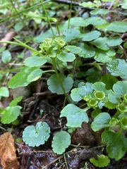 Chrysosplenium alternifolium