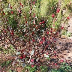Hibiscus sabdariffa