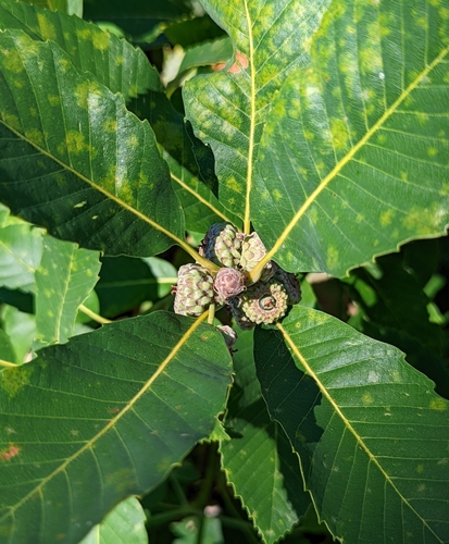 Image of Quercus sadleriana by (c) Dominic Gentilcore, some rights reserved (CC BY)