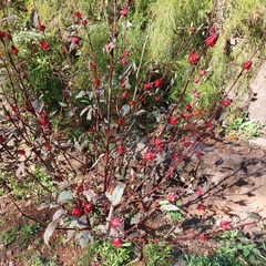 Hibiscus sabdariffa