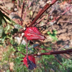 Hibiscus sabdariffa