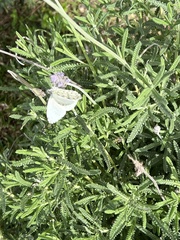 Hesperocharis