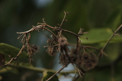 Heliocarpus donnellsmithii
