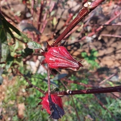 Hibiscus sabdariffa