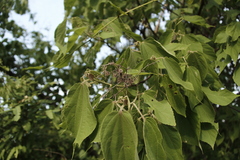 Heliocarpus donnellsmithii