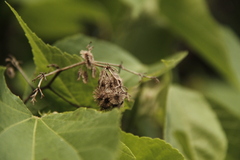 Heliocarpus donnellsmithii