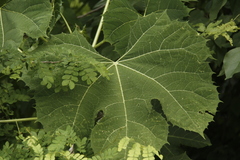 Cnidoscolus autlanensis