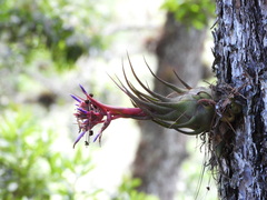 Tillandsia seleriana
