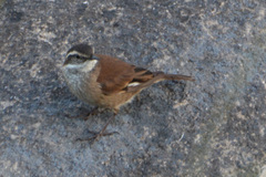 Cinclodes olrogi