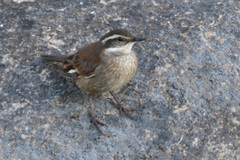 Cinclodes olrogi