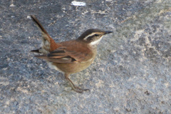 Cinclodes olrogi