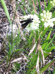 Sesiidae