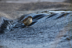 Cinclodes olrogi