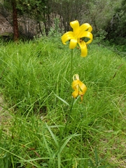 Lilium parryi