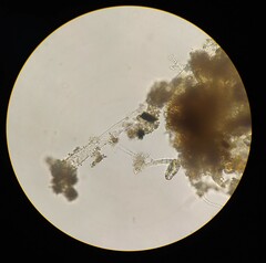 Gonatozygon monotaenium