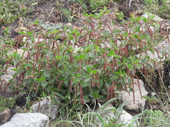 Acalypha monostachya