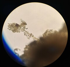 Gonatozygon monotaenium