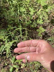 Poa bolanderi