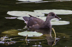 Gallinula chloropus