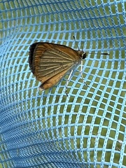 Ancyloxypha