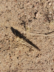 Schistocerca gregaria flaviventris