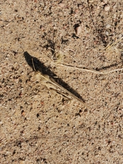 Schistocerca gregaria flaviventris