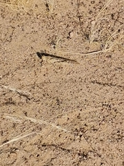 Schistocerca gregaria flaviventris