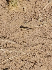 Schistocerca gregaria flaviventris