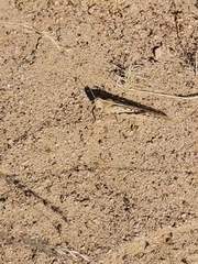 Schistocerca gregaria flaviventris