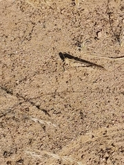 Schistocerca gregaria flaviventris