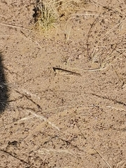 Schistocerca gregaria flaviventris